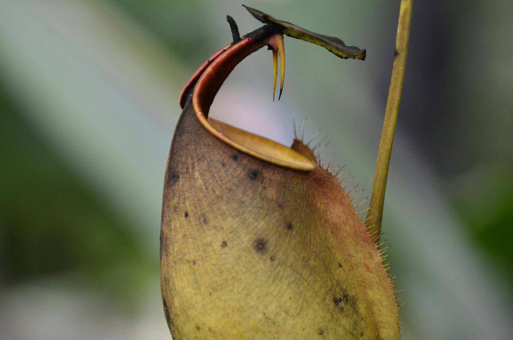 Nepenthes attenboroughii (pexels.com/Yufan Jiang)