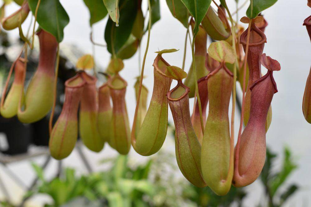 Nepenthes attenboroughii (pixabay.com/tngmarketing35)