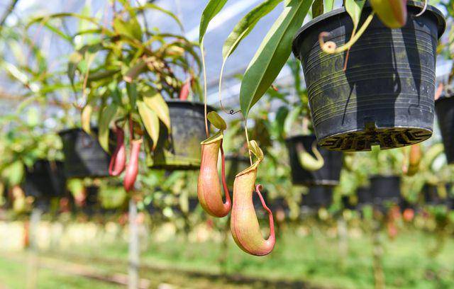 Nepenthes attenboroughii (vecteezy.com/bigcxlotus)