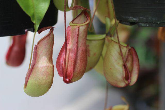 Nepenthes attenboroughii (vecteezy.com/studio2013)