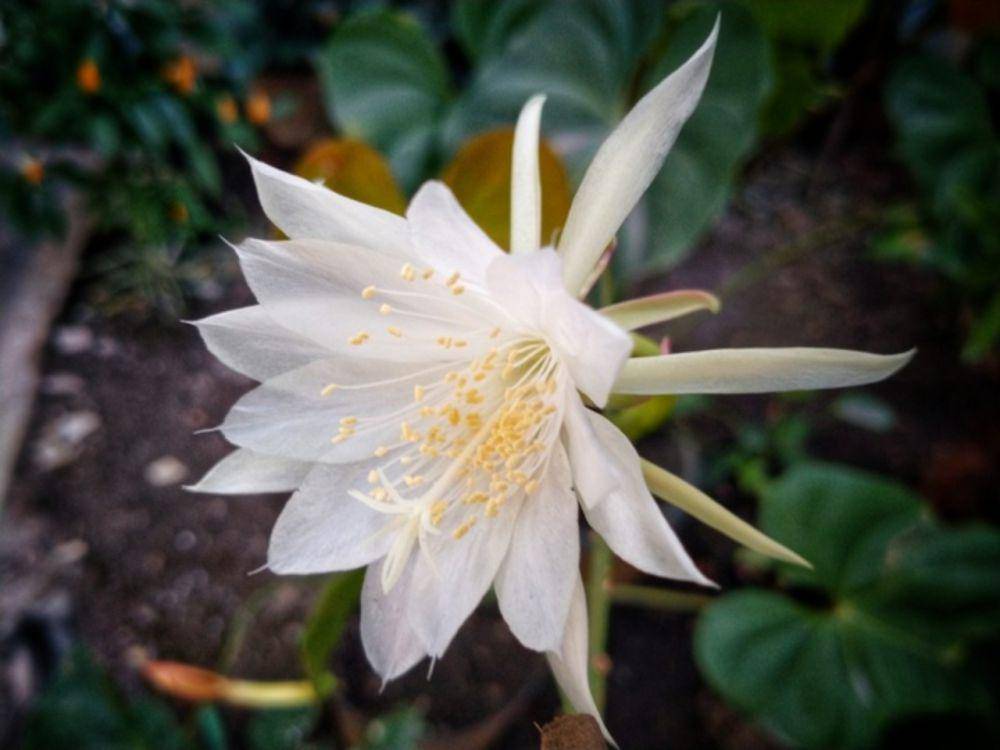 Bunga queen of the night (vecteezy.com/pakdheokim)