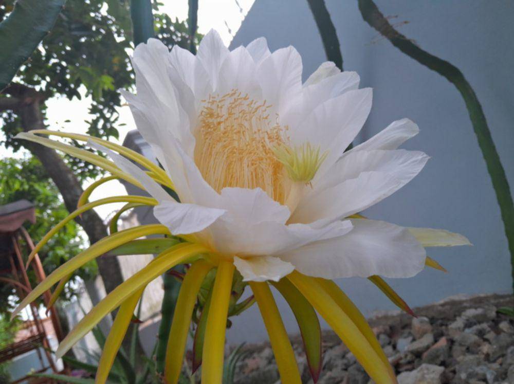 Bunga queen of the night (vecteezy.com/yuyunkohar85669411)