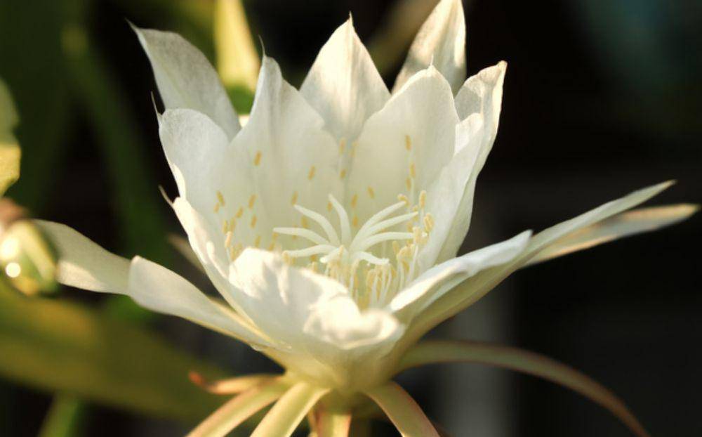 Bunga queen of the night (vecteezy.com/adi657010679396)