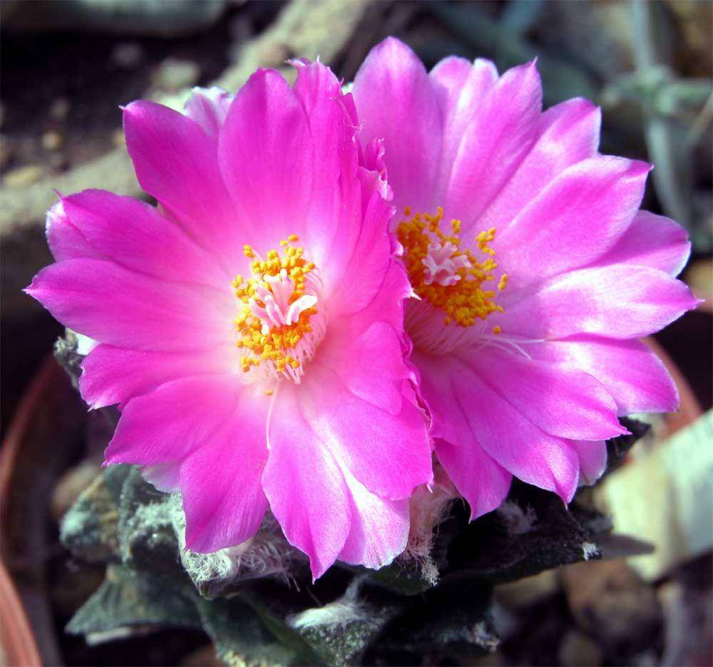 Living rock cactus (commons.wikimedia.org/CactiLegacy)