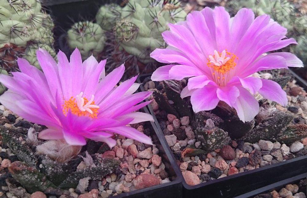 Living rock cactus (commons.wikimedia.org/Michael Wolf)