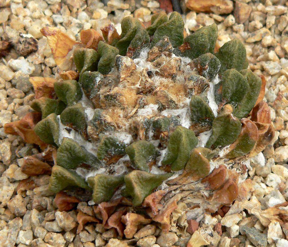 Living rock cactus (commons.wikimedia.org/Stan Shebs)