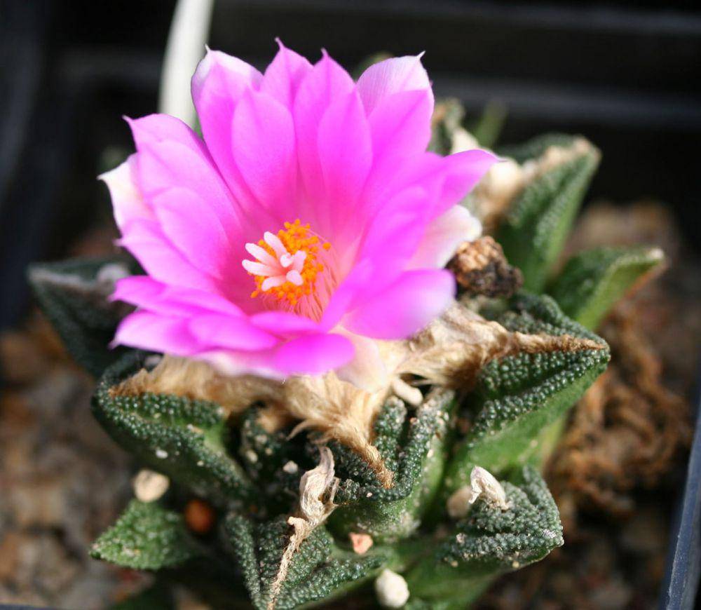 Living rock cactus (commons.wikimedia.org/Michael Wolf)