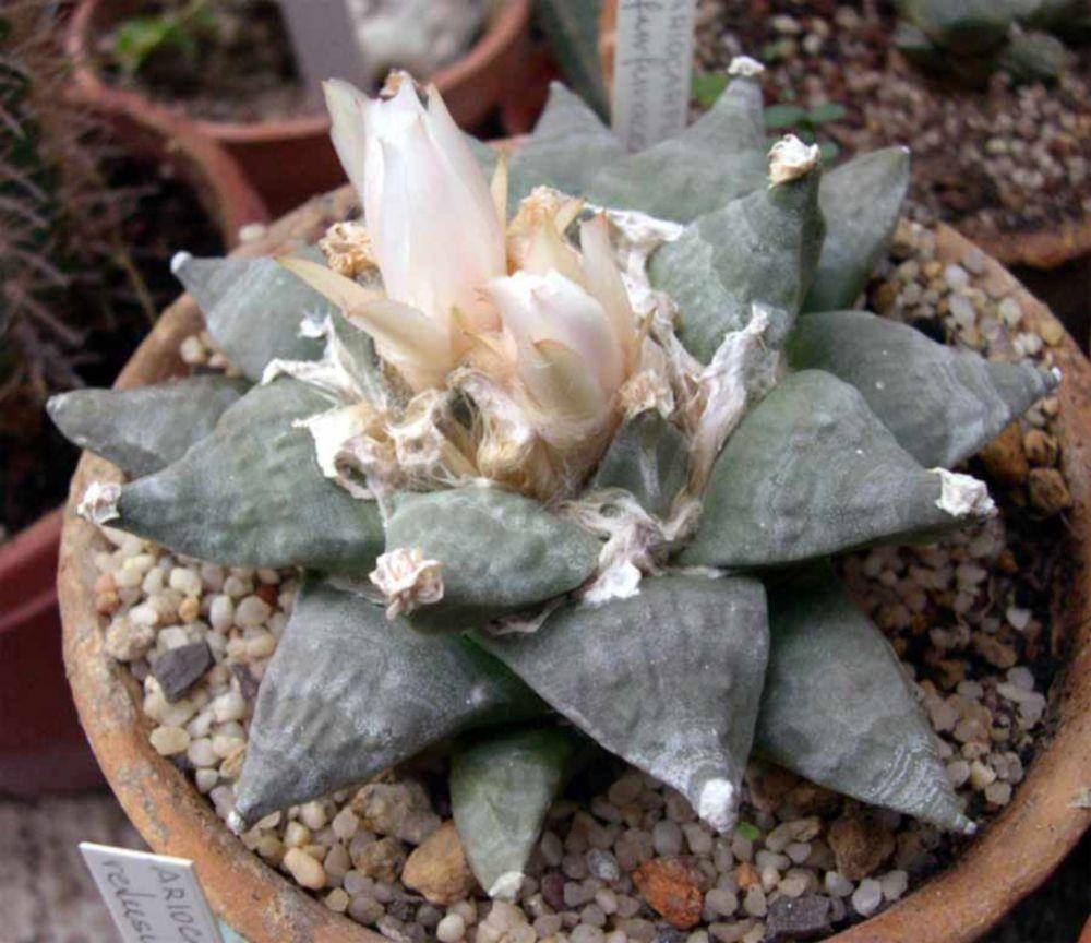 Living rock cactus (commons.wikimedia.org/CactiLegacy)