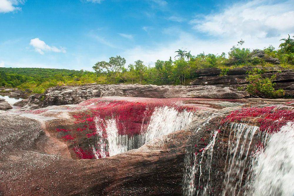 Caño Cristales (scientificinquirer.com/Mario Carvajal)