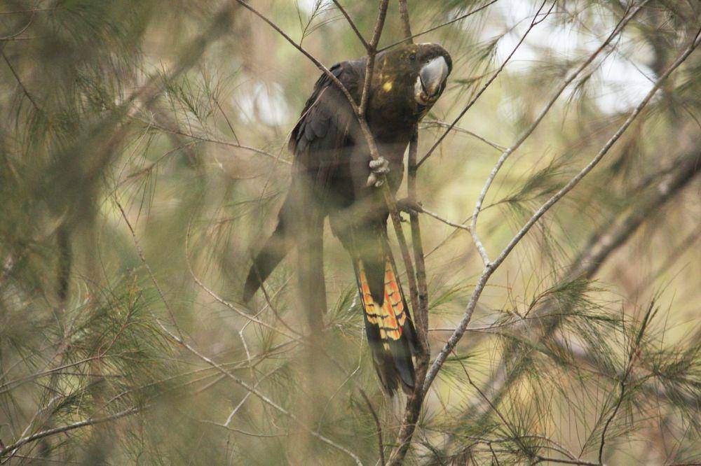 Glossy black cockatoo (commons.wikimedia.org/Kureha.Durant)