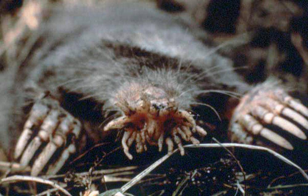 Star-nosed mole (commons.m.wikimedia.org/US National Parks Service)