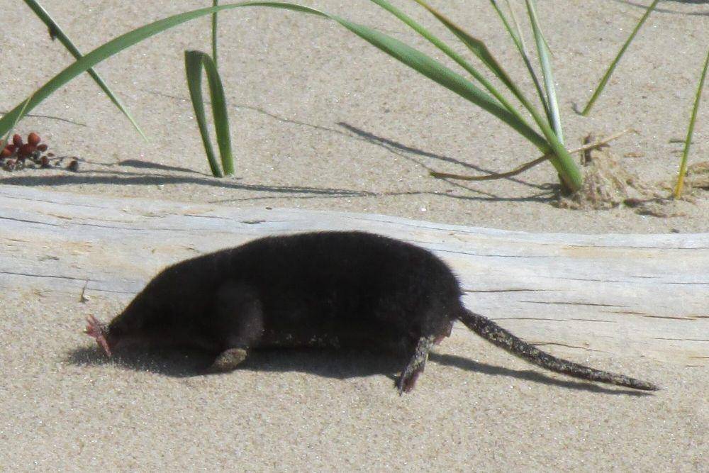 Star-nosed mole (commons.m.wikimedia.org/Marilyne Busque-Dubois)