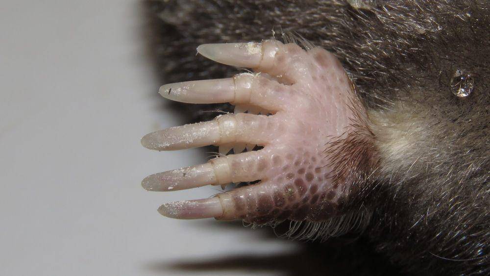 Star-nosed mole (commons.m.wikimedia.org/Dan MacNeal)