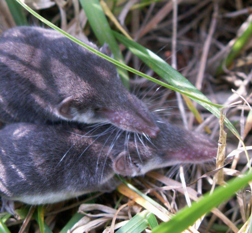 Celurut dwiwarna (commons.m.wikimedia.org/Werner Korschinsky)