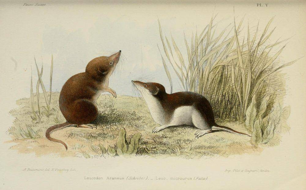ilustrasi celurut dwiwarna (commons.m.wikimedia.org/Fatio, Victor)