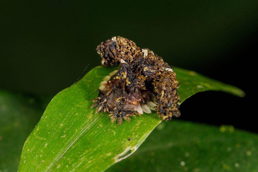 Larva kepik emas (commons.wikimedia.org/Thomas Fuhrmann)