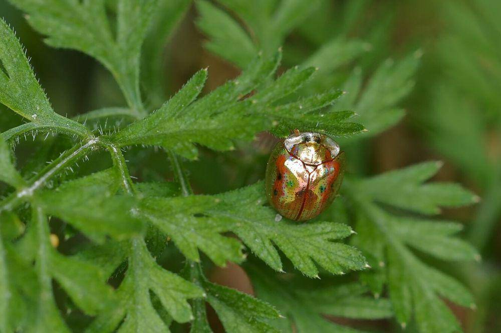 Kepik emas (commons.wikimedia.org/Ryan Hodnett)