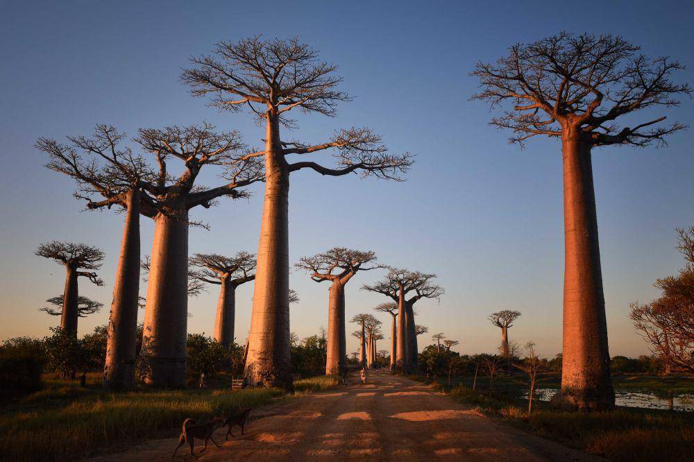 Pohon baobab (flickr.com/Rod Waddington)