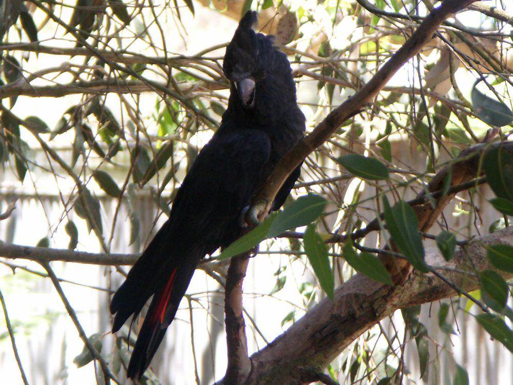 Glossy black cockatoo (commons.wikimedia.org/Didier B)