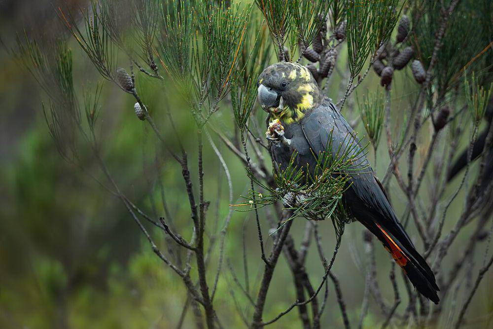 Glossy black cockatoo (commons.wikimedia.org/JJ Harrison)