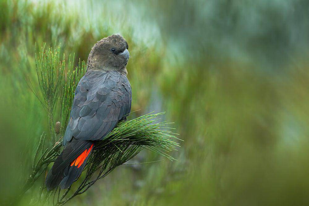 Glossy black cockatoo (commons.wikimedia.org/JJ Harrison)