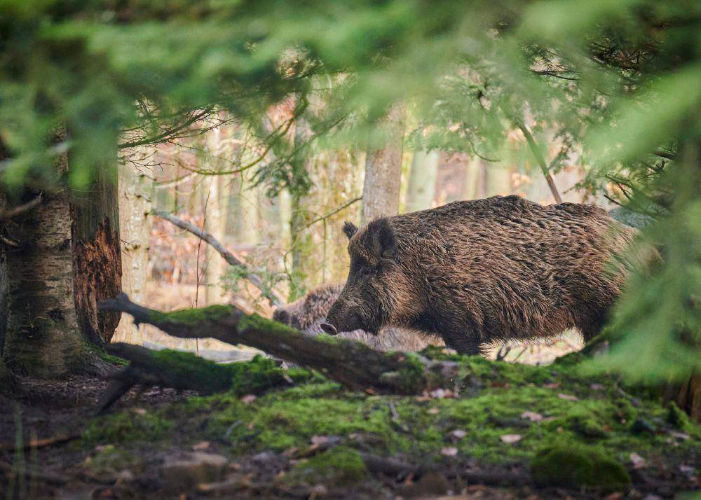 Babi hutan (pixabay.com/Paul_Henri)