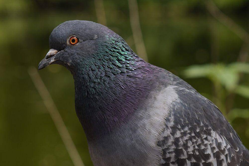 Merpati domestik (commons.wikimedia.org/Satdeep Gill)