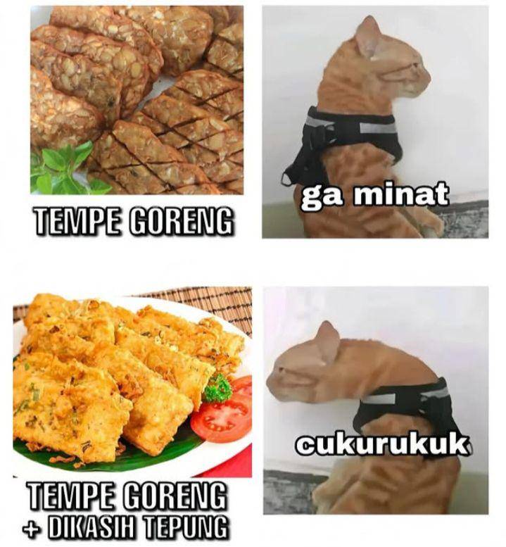meme kucing (instagram.com/lawakscience)