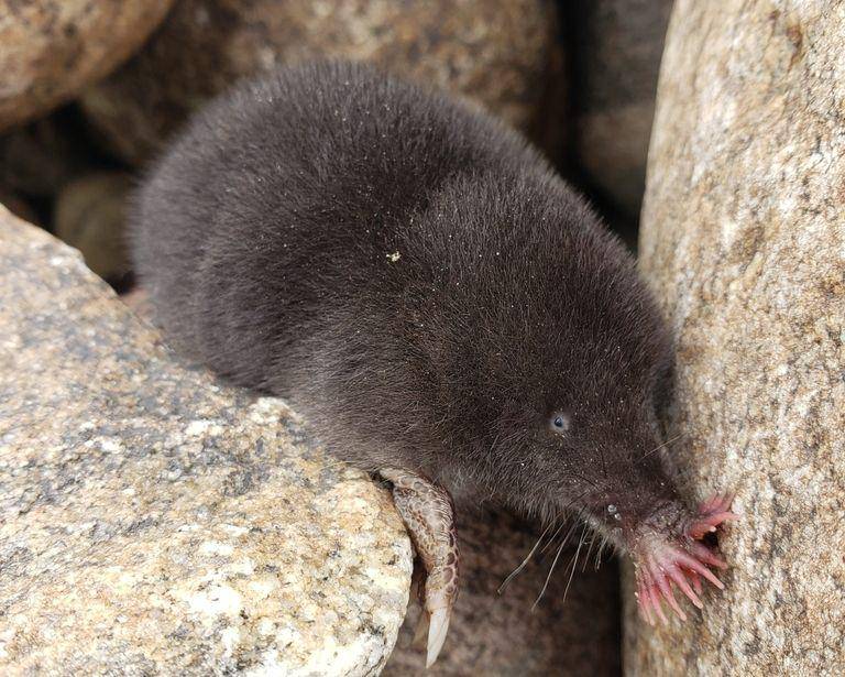 Star-nosed mole (inaturalist.org/Fyn Kynd)
