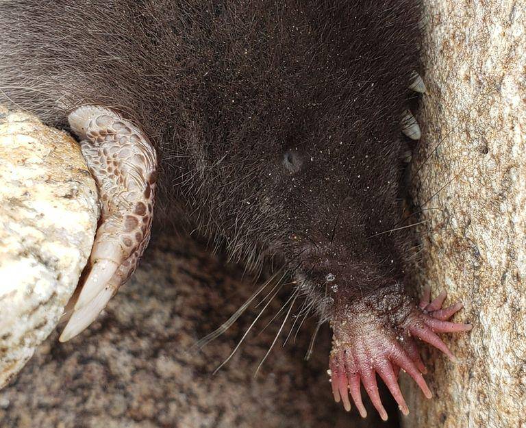 Star-nosed mole (inaturalist.org/Fyn Kynd)