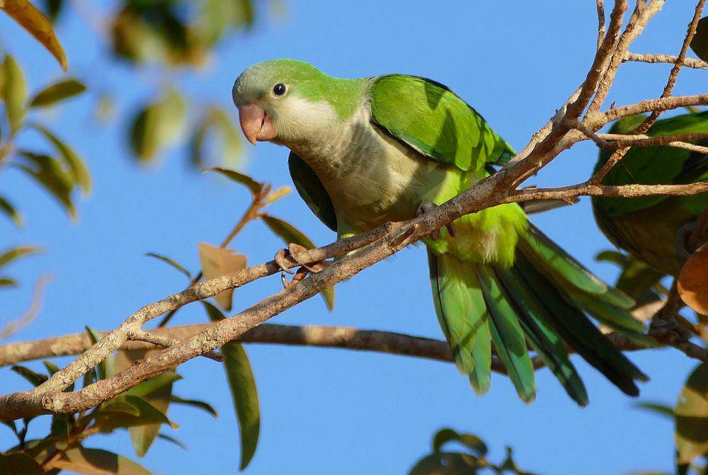Monk parakeet (commons.wikimedia.org/Bernard DUPONT)