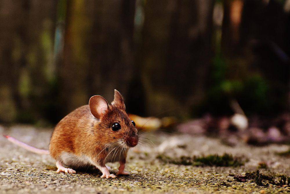 Tikus (pixabay.com/Alexas_Fotos)