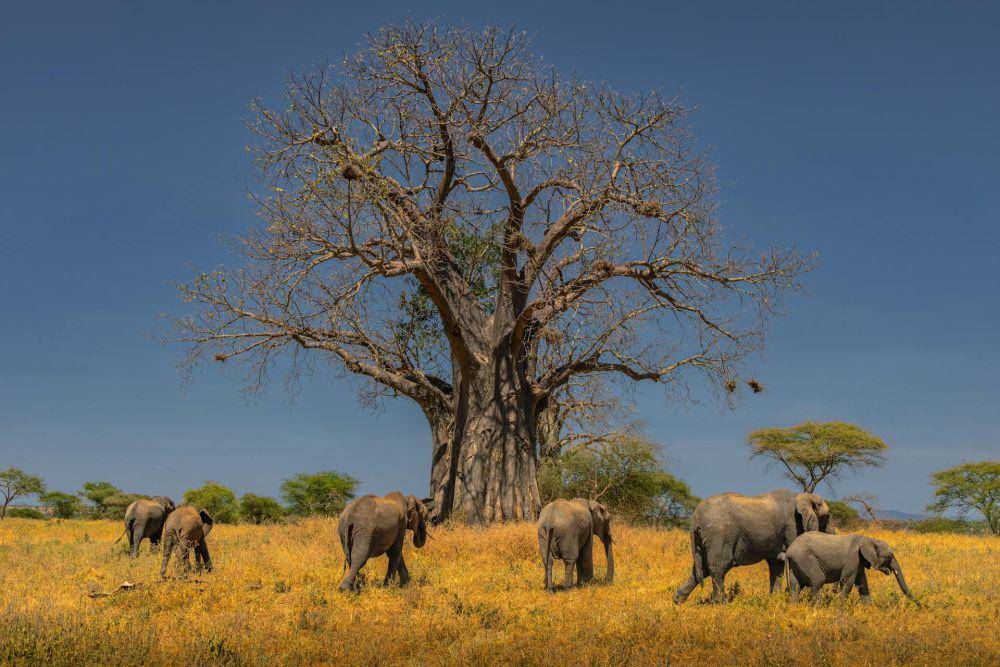 Pohon baobab (pexels.com/Sergey Guk)