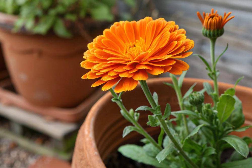 ilustrasi marigold (pexels.com/Polash Senapoti)