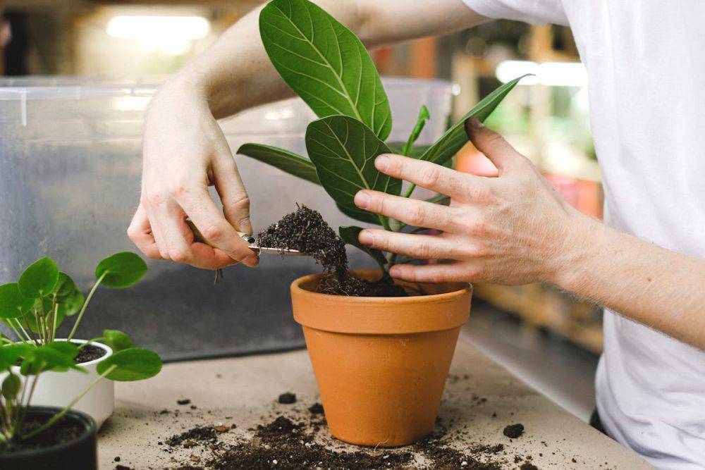 ilustrasi fiddle leaf fig (pexels.com/Anna Shvets)