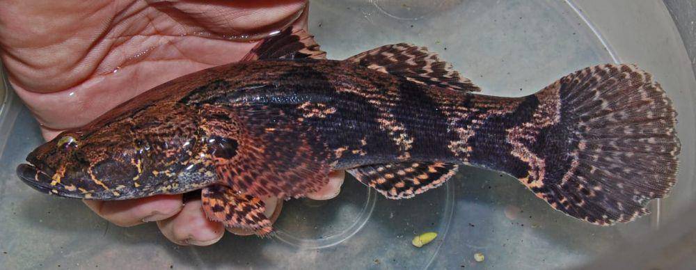 ilustrasi ikan betutu (commons.wikimedia/WA Djatmiko)