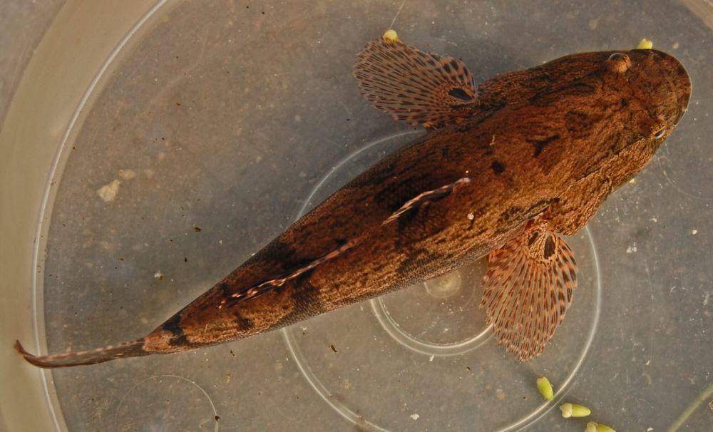 ilustrasi ikan betutu (commons.wikimedia/WA Djatmiko)