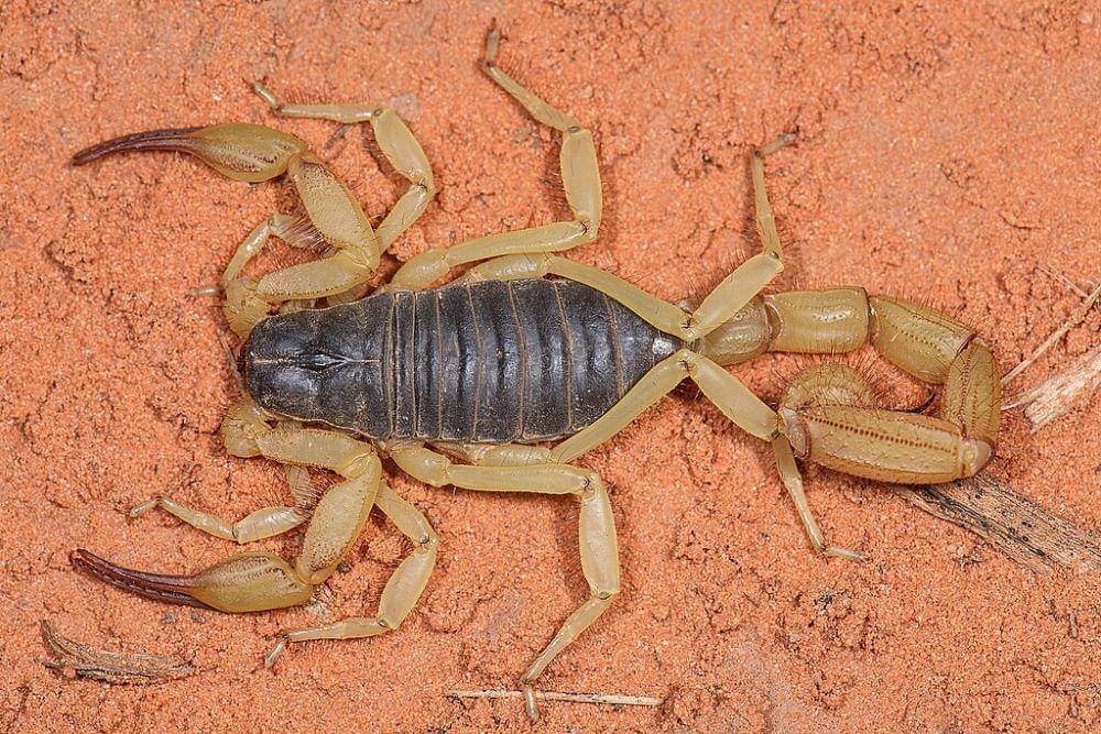 Kalajengking (commons.wikimedia.org/Marsekal Hedin)