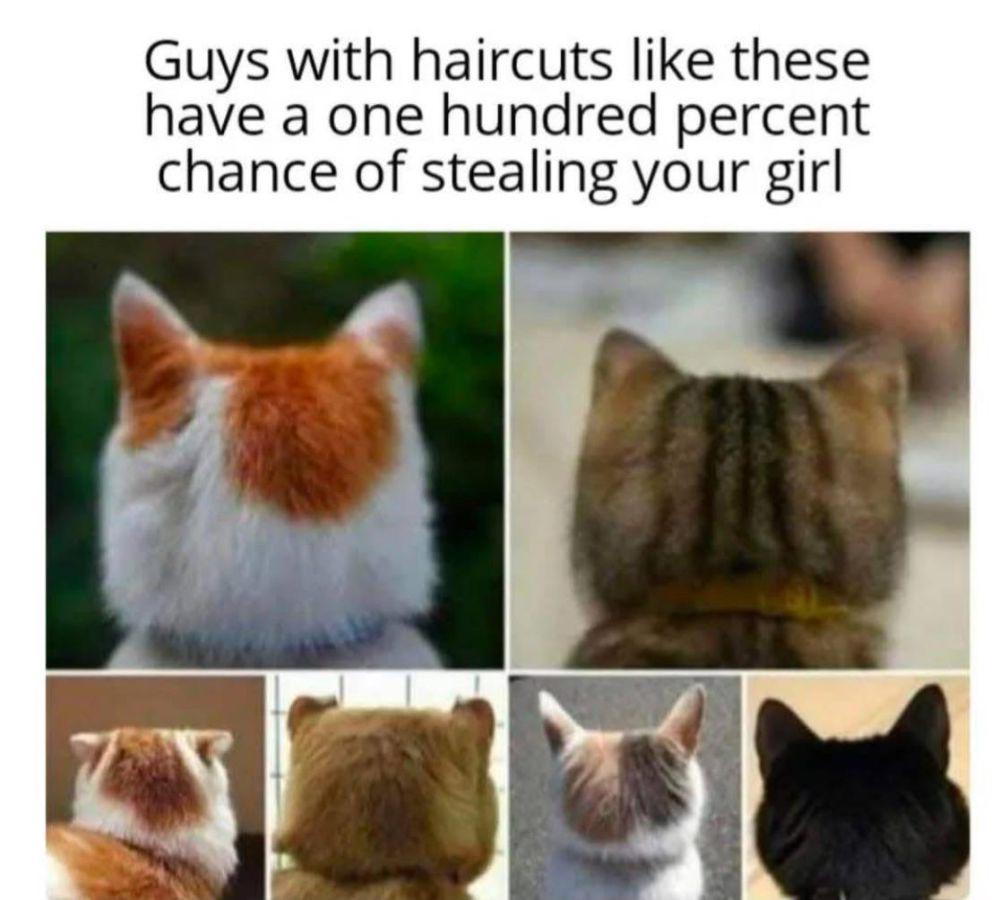 meme kucing tentang model rambut (reddit.com/user/Zealousideal_Law4694)