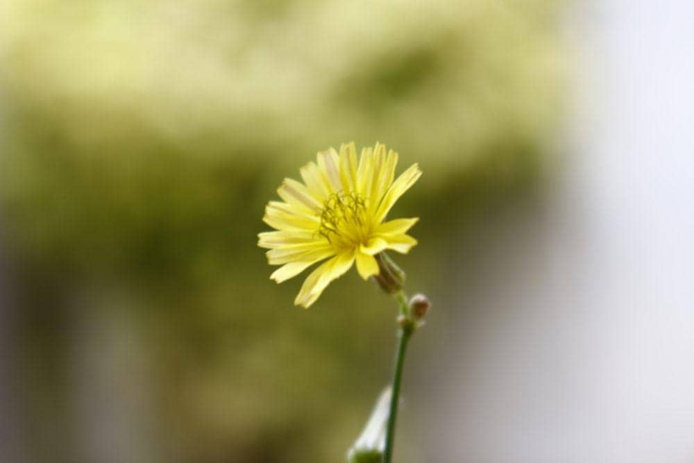 Bunga snowdonia hawkweed (vecteezy.com/farahj)
