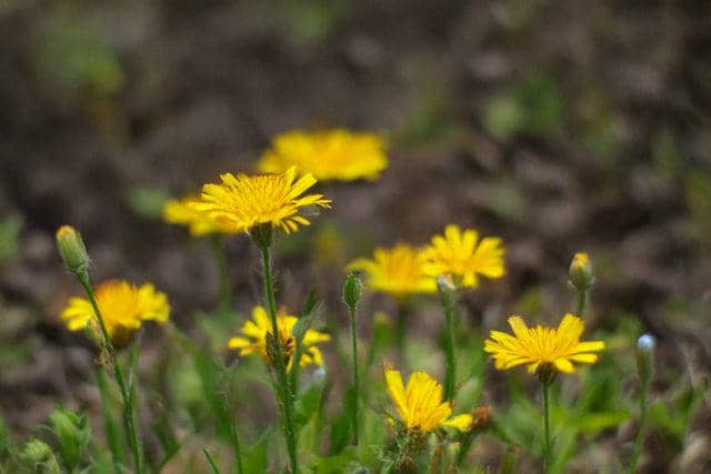 Bunga snowdonia hawkweed (vecteezy.com/allfridaystudio)