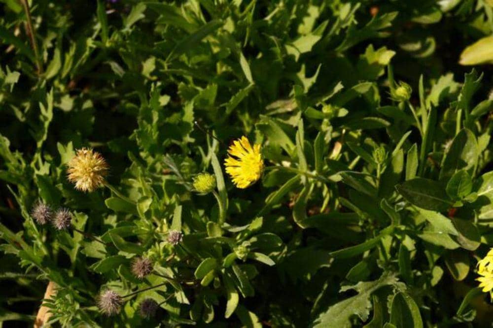 Bunga snowdonia hawkweed (vecteezy.com/farahj)