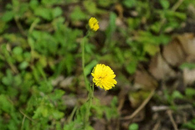 5 Fakta Bunga Snowdonia Hawkweed, Hanya Ditemukan di Inggris