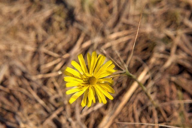 Bunga snowdonia hawkweed (vecteezy.com/allfridaystudio)