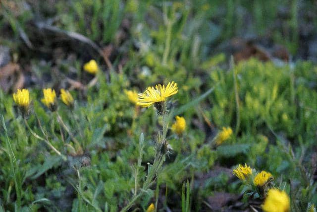 Bunga snowdonia hawkweed (vecteezy.com/allfridaystudio)
