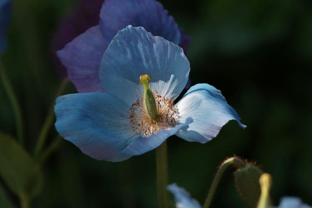Bunga blue himalayan poppy (pexels.com/Efrem Efre)