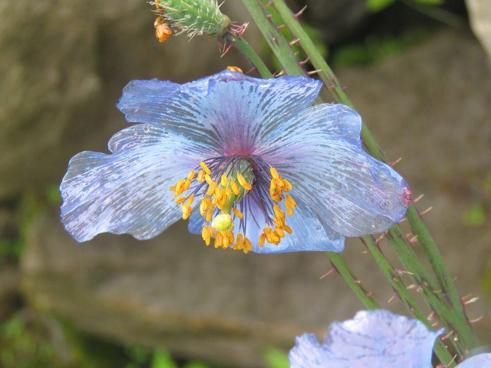 Bunga blue himalayan poppy (commons.wikimedia.org/Vinayaraj)