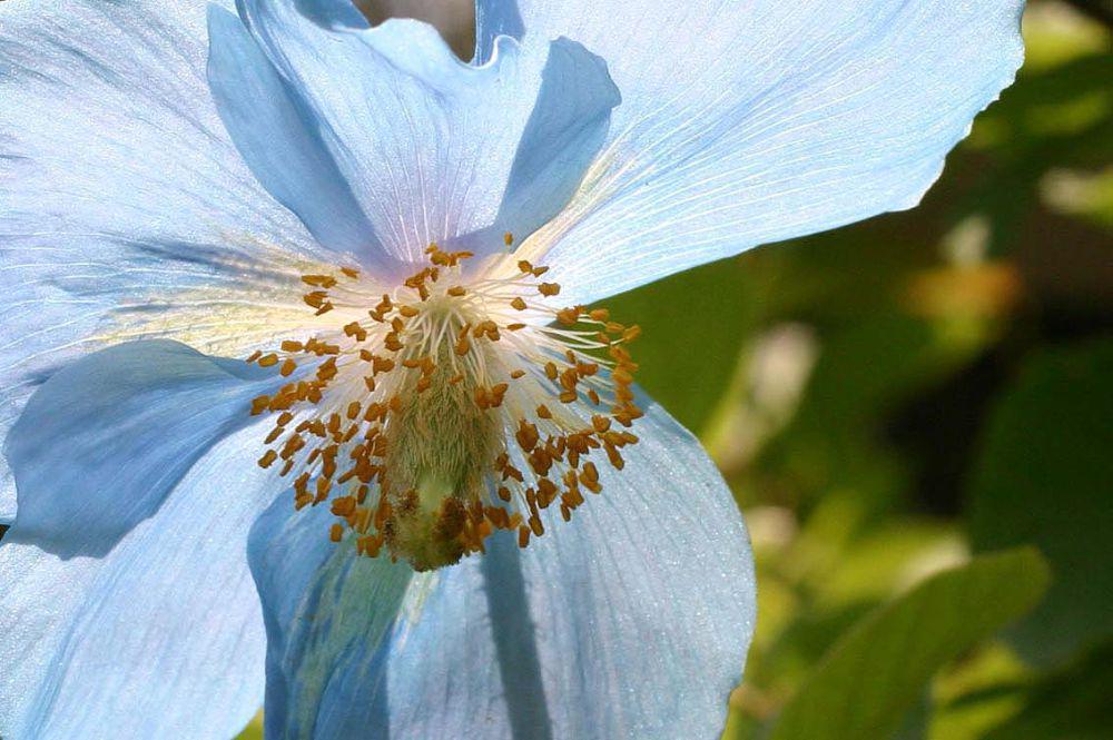 Bunga blue himalayan poppy (commons.wikimedia.org/Si Griffiths)