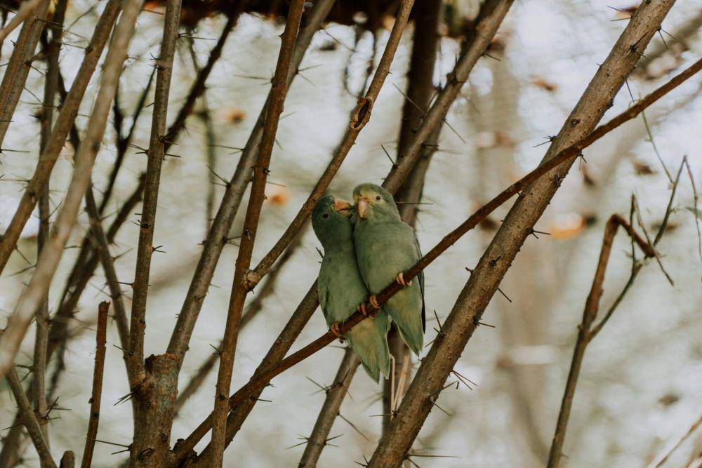 Burung parrotlet (pexels.com/Maria Clara Tanner)