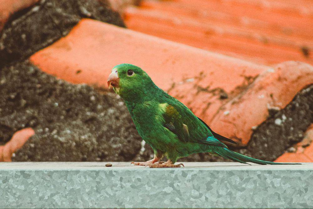 Burung parrotlet (pexels.com/Lucas Pezeta)